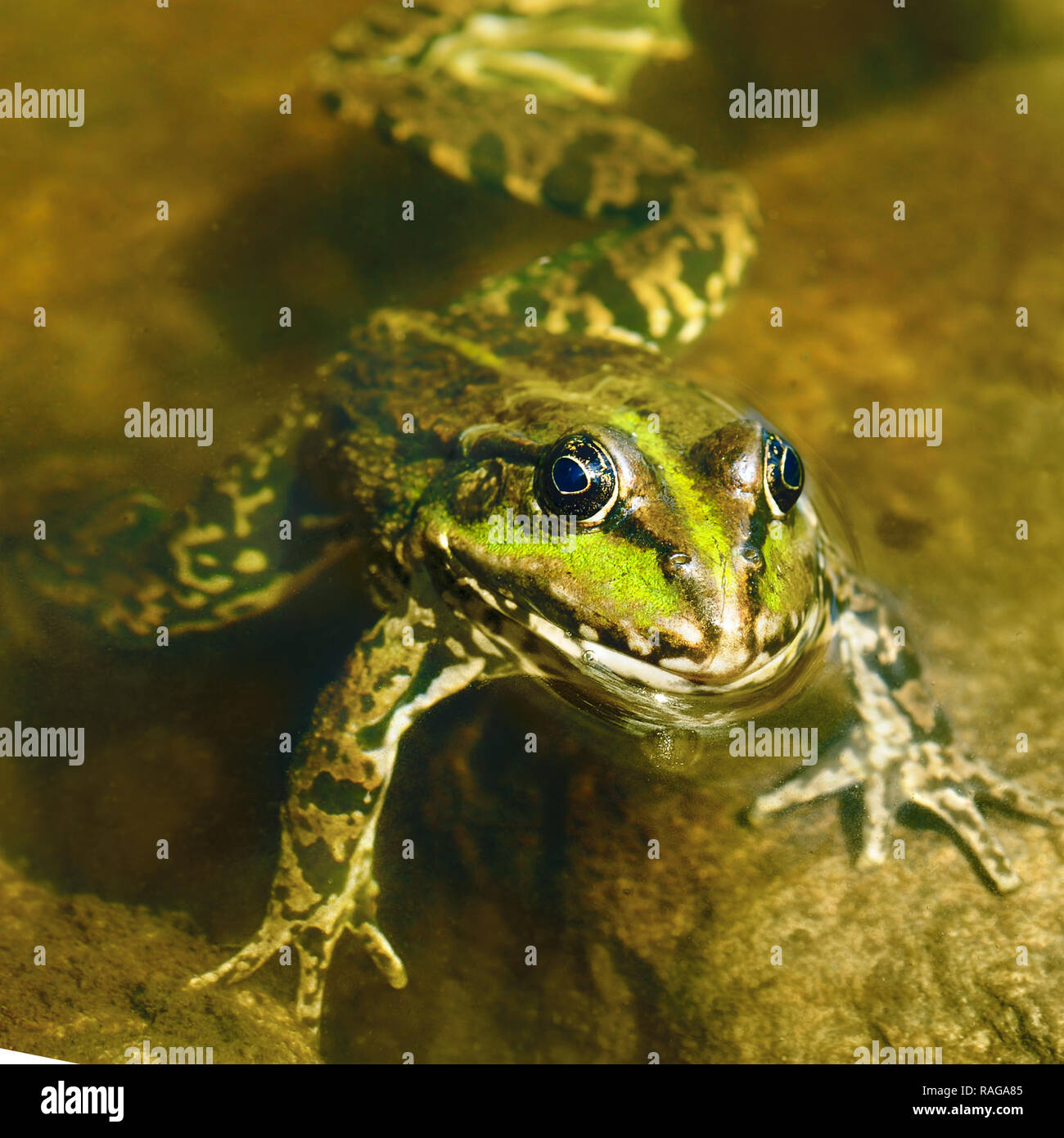 Rana verde in acqua fangosa Foto Stock