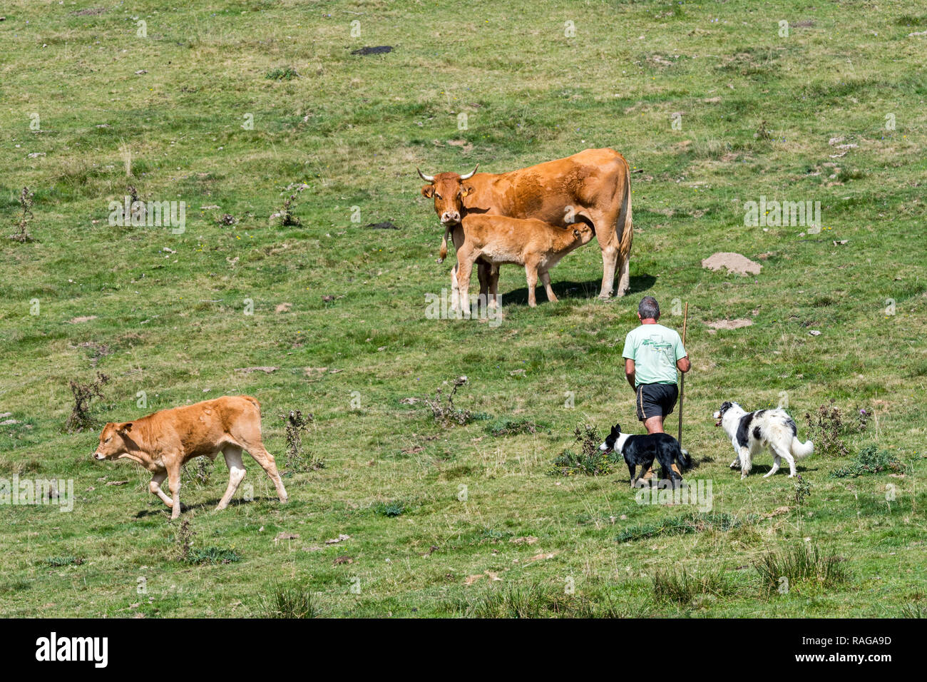 Cattleman / cowman / pastore con due border collies imbrancandosi Limousin mandria in pascolo alpino nei Pirenei francesi, Francia Foto Stock
