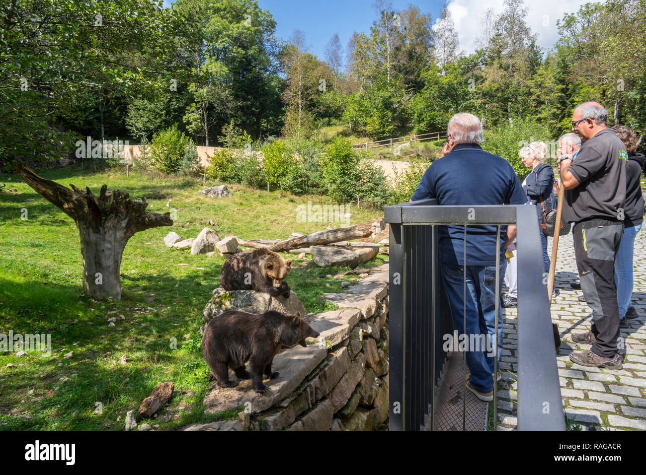 Ai visitatori la visione di captive orso bruno in involucro allo zoo Aran Park, parco animale / giardino zoologico a Bossost, Lleida, Pirenei, Catalogna, Spagna Foto Stock