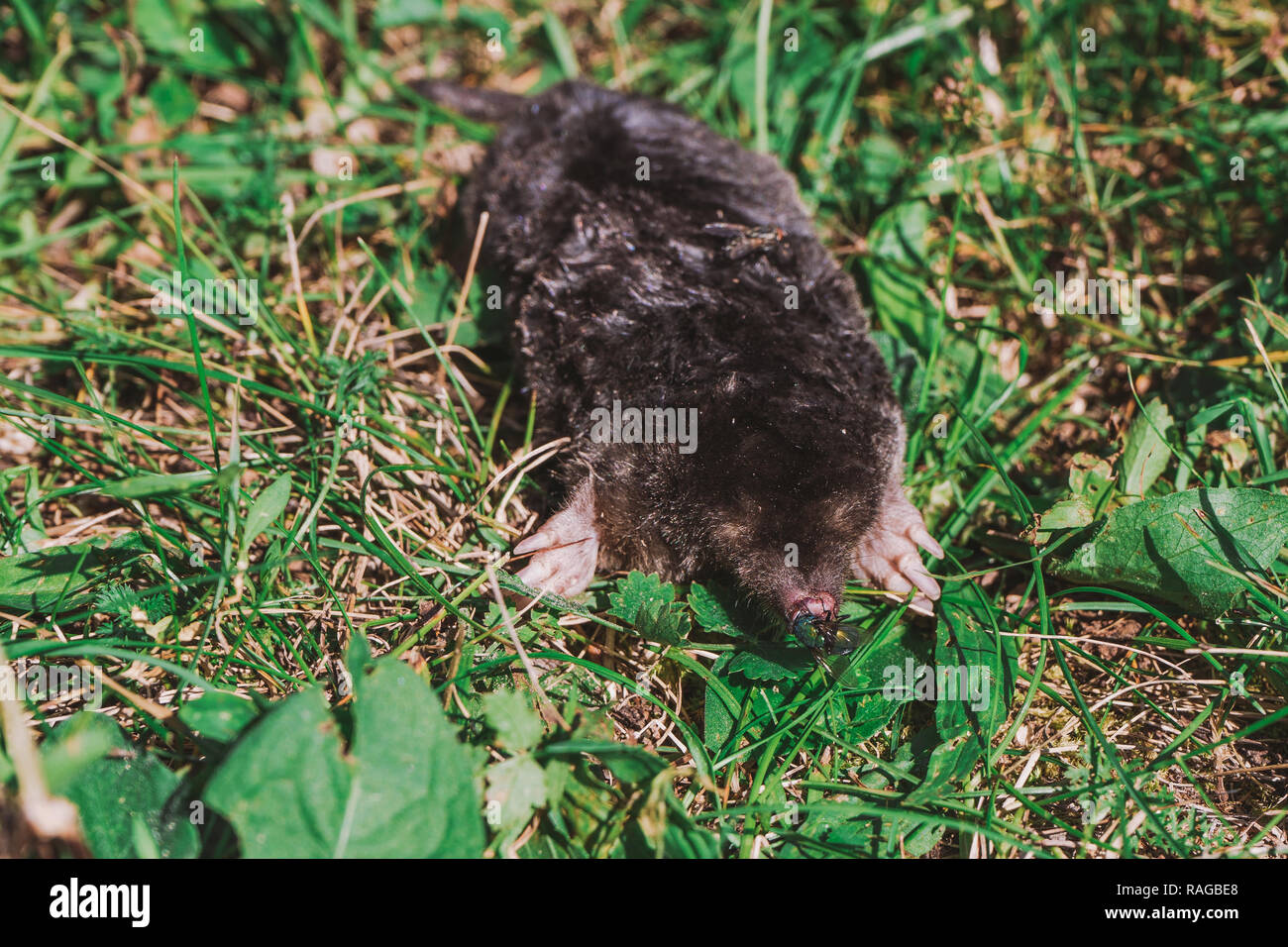 Corpo morto di piccole mole di posa degli animali su erba verde e insetti in esecuzione sulla sua pelliccia. Colore orizzontale dell'immagine. Foto Stock