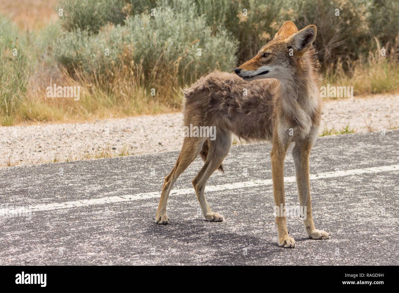 Coyote sulla strada guardando indietro nella distanza su Antelope Island, Utah. Dietro di esso sono marrone erbe e arbusti del deserto. Foto Stock