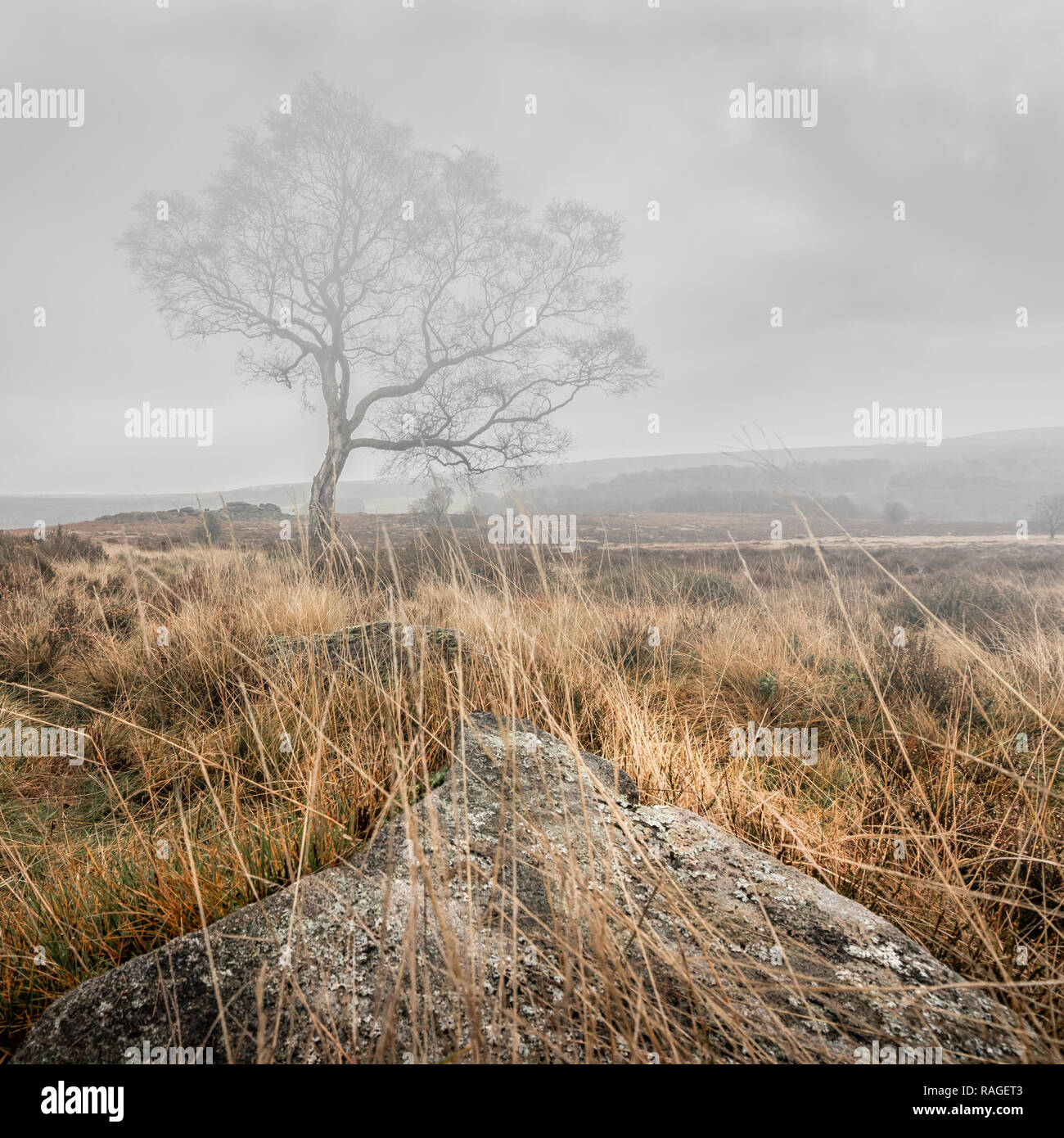 Immagine è stata presa su una mattinata nebbiosa a Lawrence campo vicino Hathersage in Peak District, UK. Foto Stock
