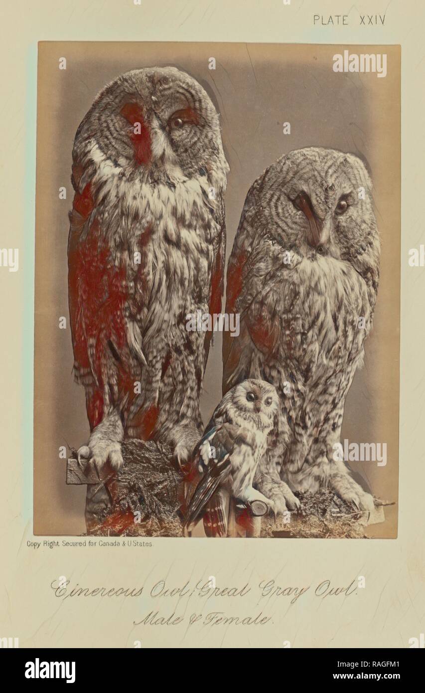 Cinereous Owl, grande gufo grigio. Maschio e femmina, William Notman (canadese, nata in Scozia, 1826 - 1891), Montreal, Quebec reinventato Foto Stock