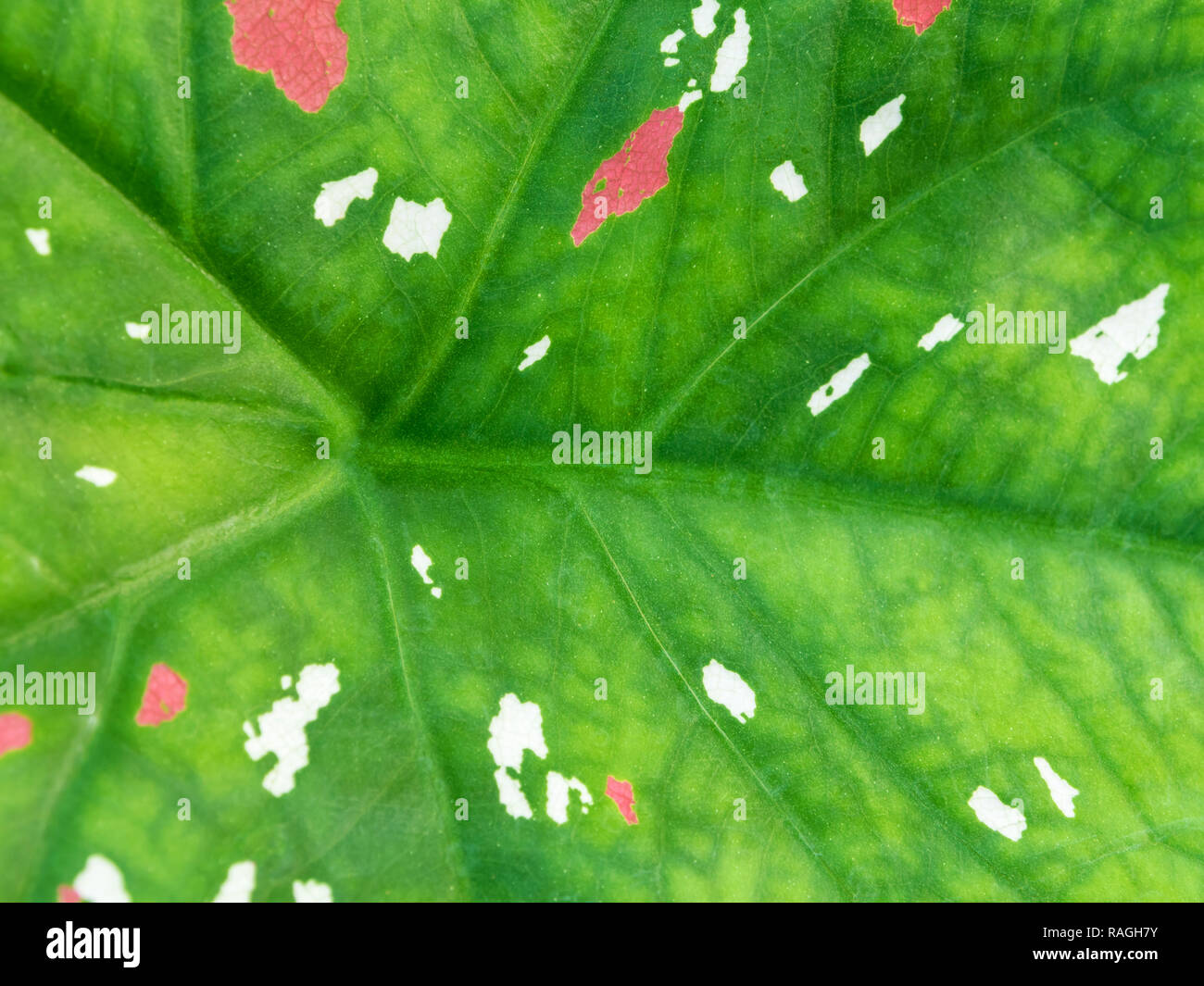 Rosa e Bianco lentiggini sulla superficie verde di Caladium Bicolor leaf Foto Stock