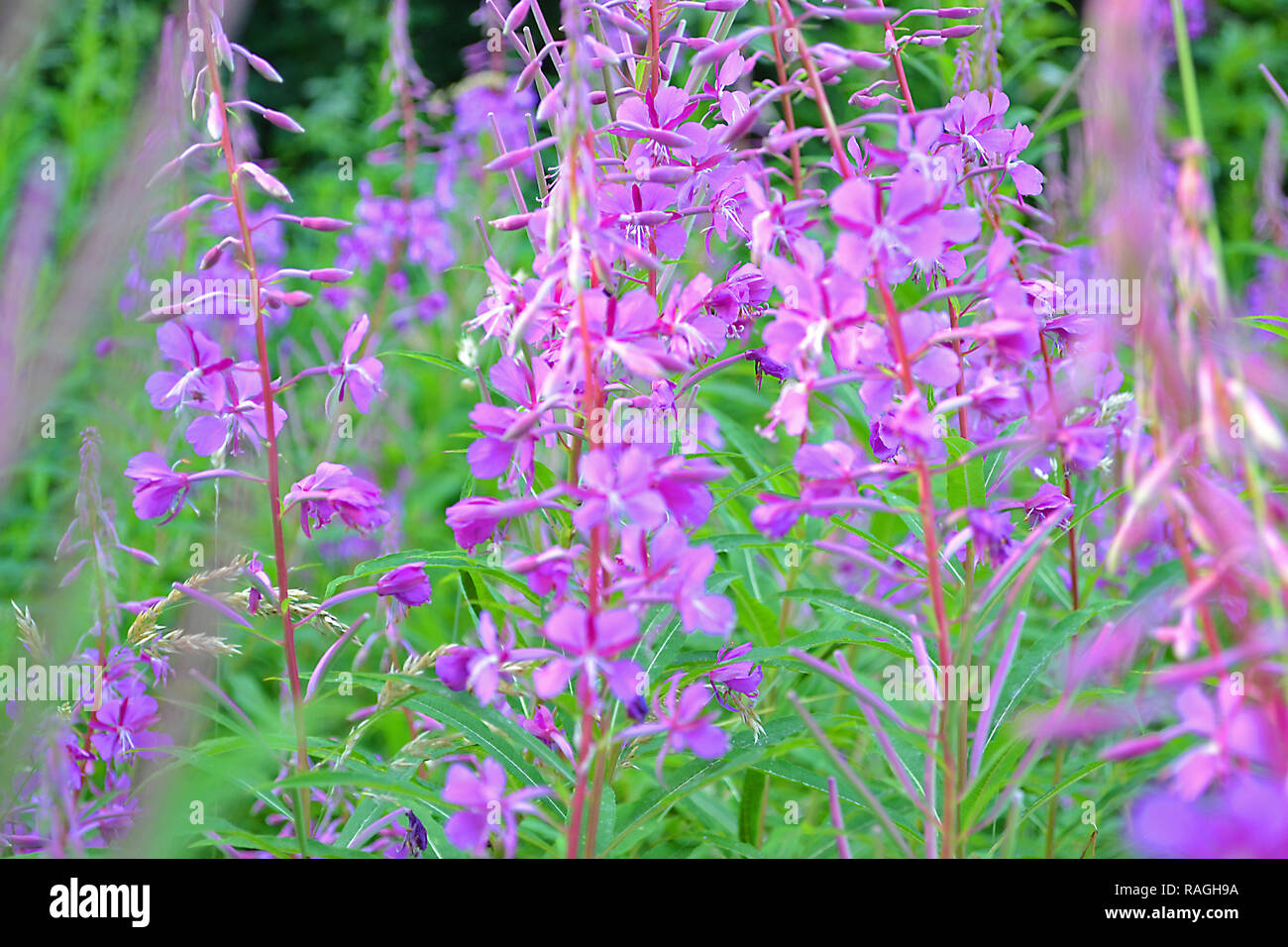 Rosebay willowherb cresce in abbondanza nel bosco radure nel North Downs, qui a One Tree Hill, Sevenoaks, Kent, sul crinale Greensand. Luglio Foto Stock
