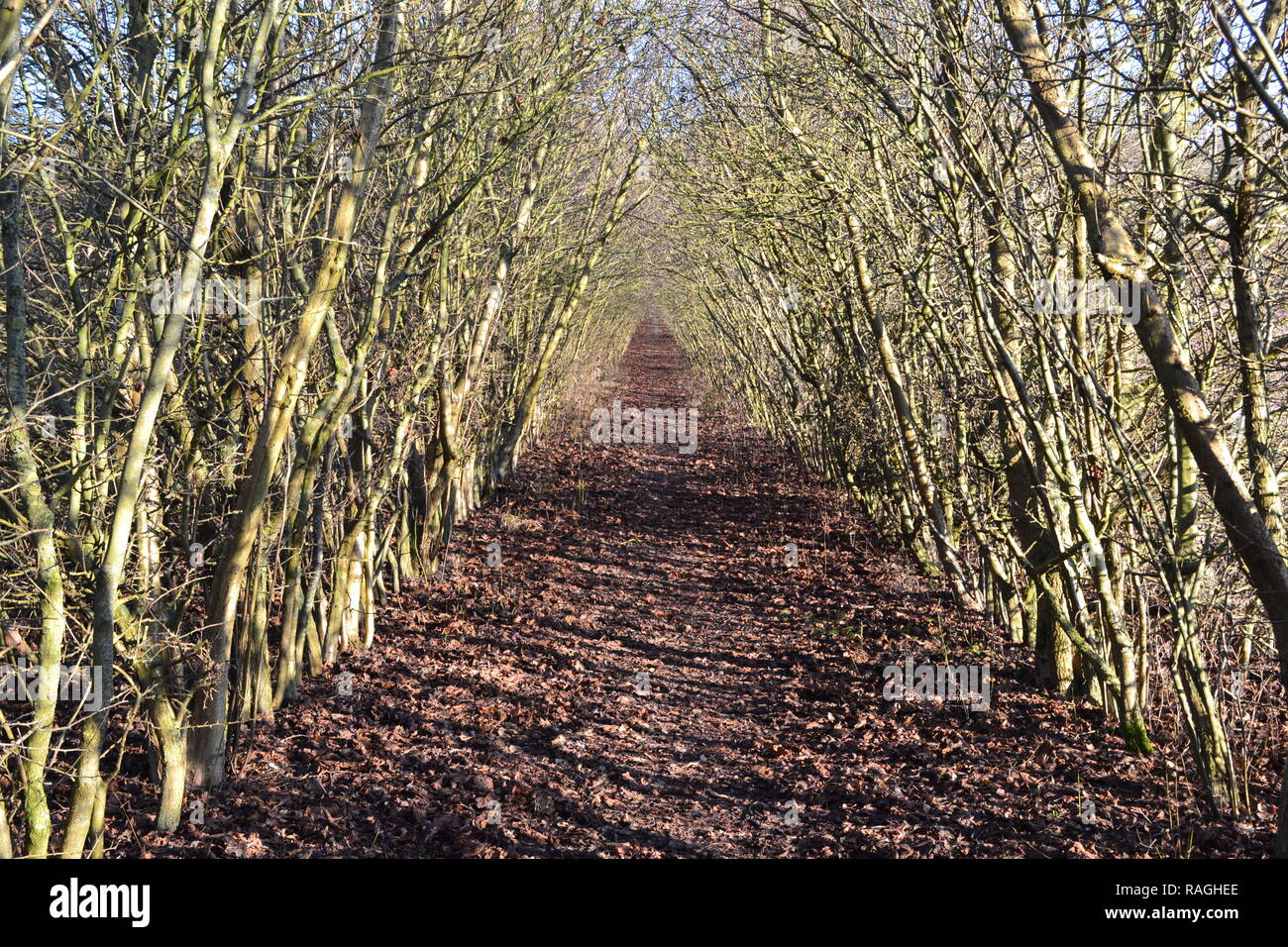 Una seducente tree-sentiero coperto di Austin Lodge che conduce alla strada di Romney e Otford, d'inverno. Campagna a nord ovest di Kent, Inghilterra Foto Stock