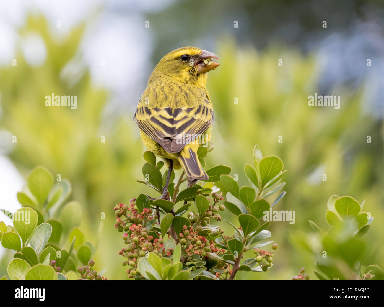 Brimstone Canary (Crithagra sulfuratus) Foto Stock