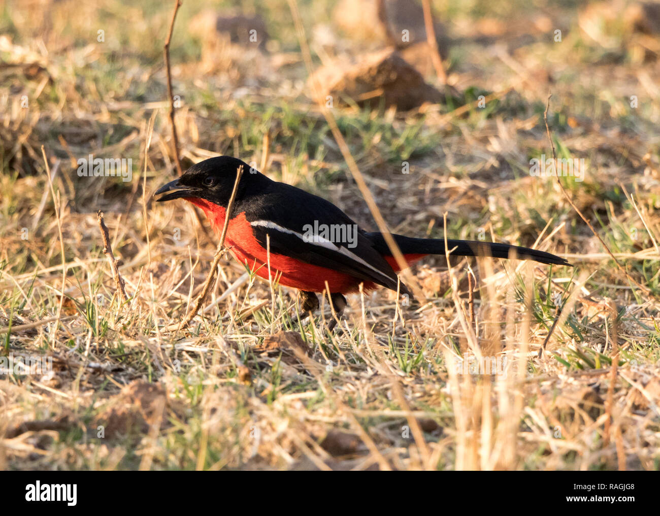 Crimson-breasted Shrike (Laniarius atrococcineus) Foto Stock