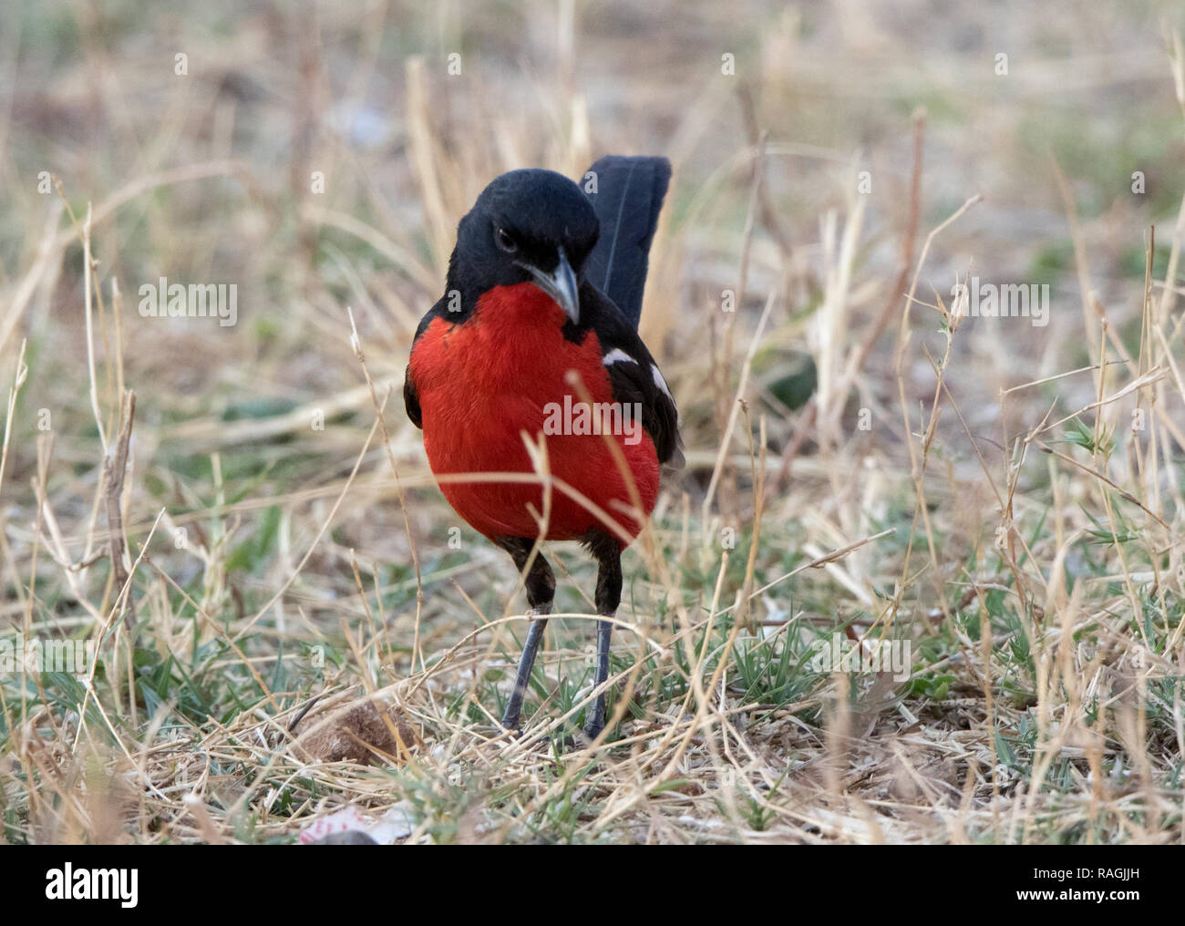 Crimson-breasted Shrike (Laniarius atrococcineus) Foto Stock