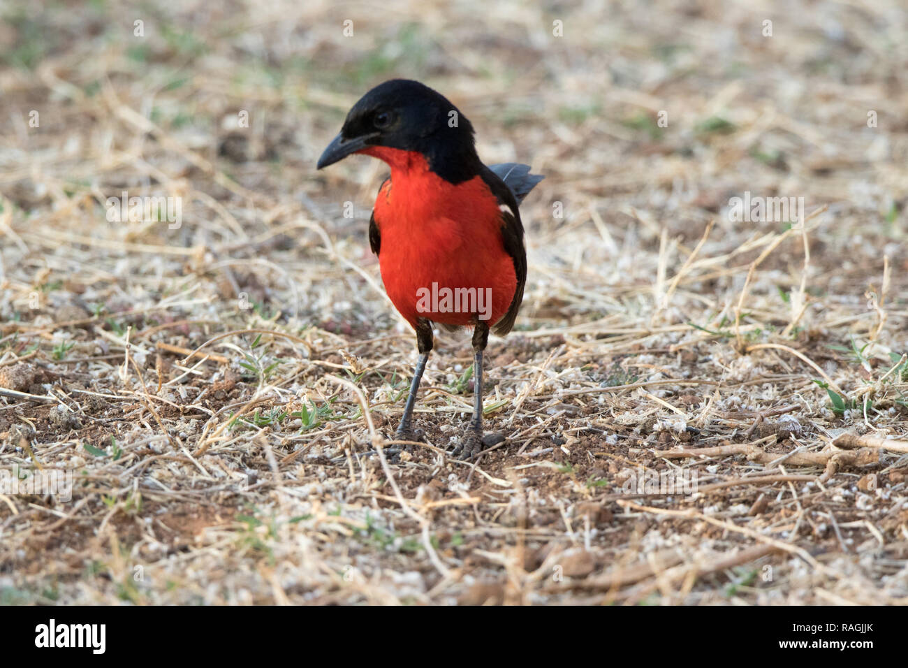 Crimson-breasted Shrike (Laniarius atrococcineus) Foto Stock