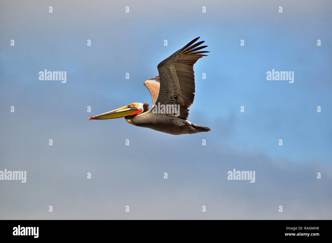 California Brown Pelican in volo attraverso le nuvole Foto Stock