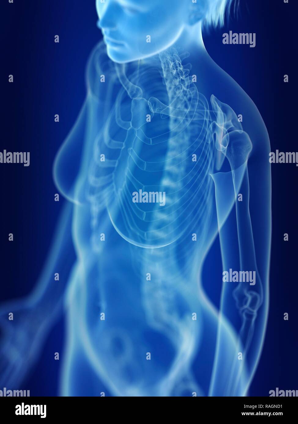 Illustrazione di una donna di scheletro. Foto Stock