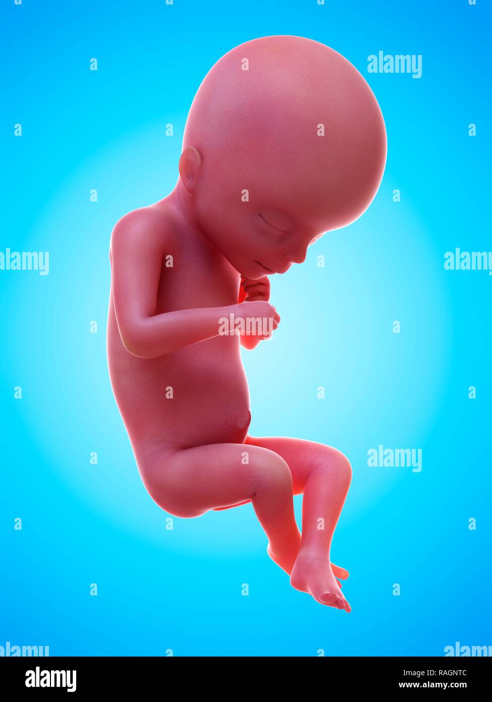 Illustrazione di un feto umano, settimana 18. Foto Stock