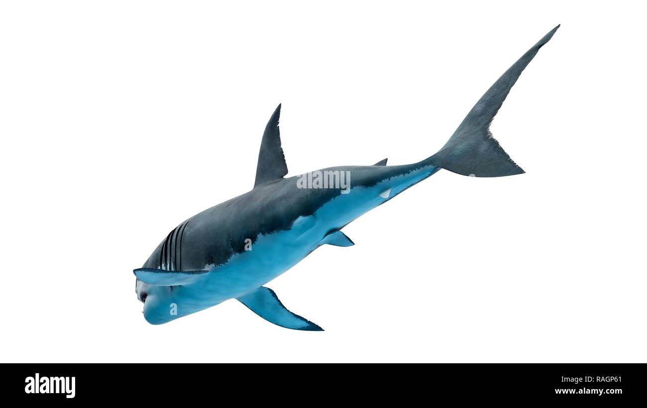 Illustrazione di un grande squalo bianco. Foto Stock