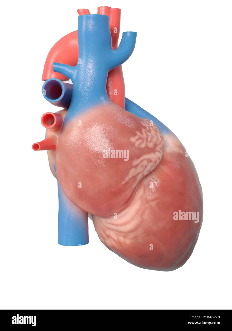 Illustrazione del cuore umano anatomia. Foto Stock