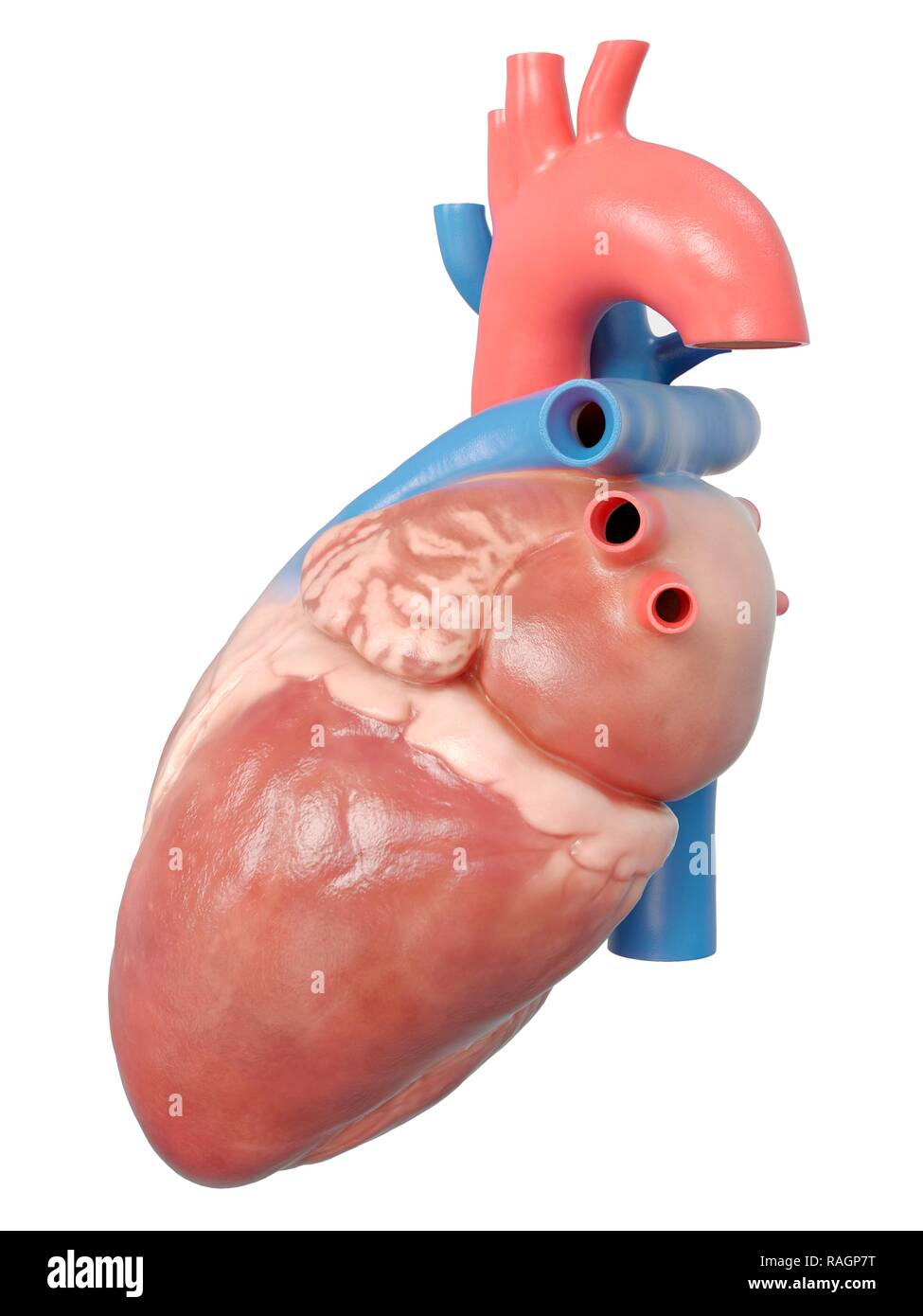 Illustrazione del cuore umano anatomia. Foto Stock