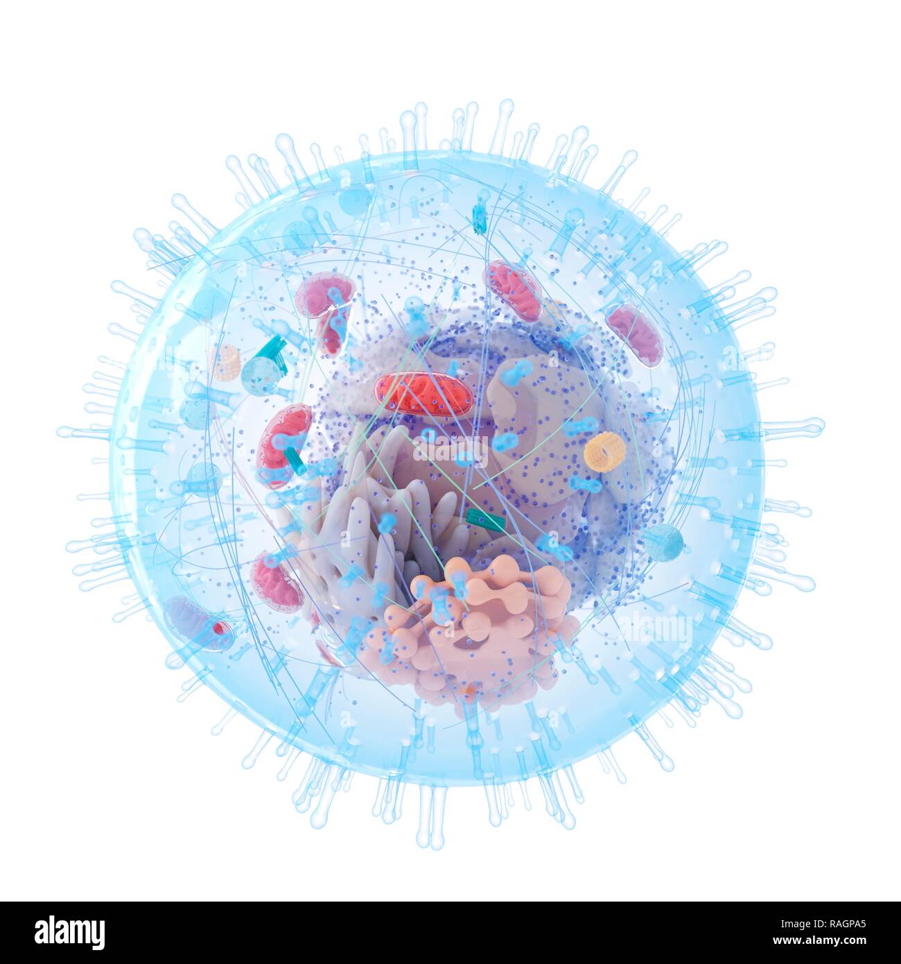 Illustrazione di una cellula umana. Foto Stock