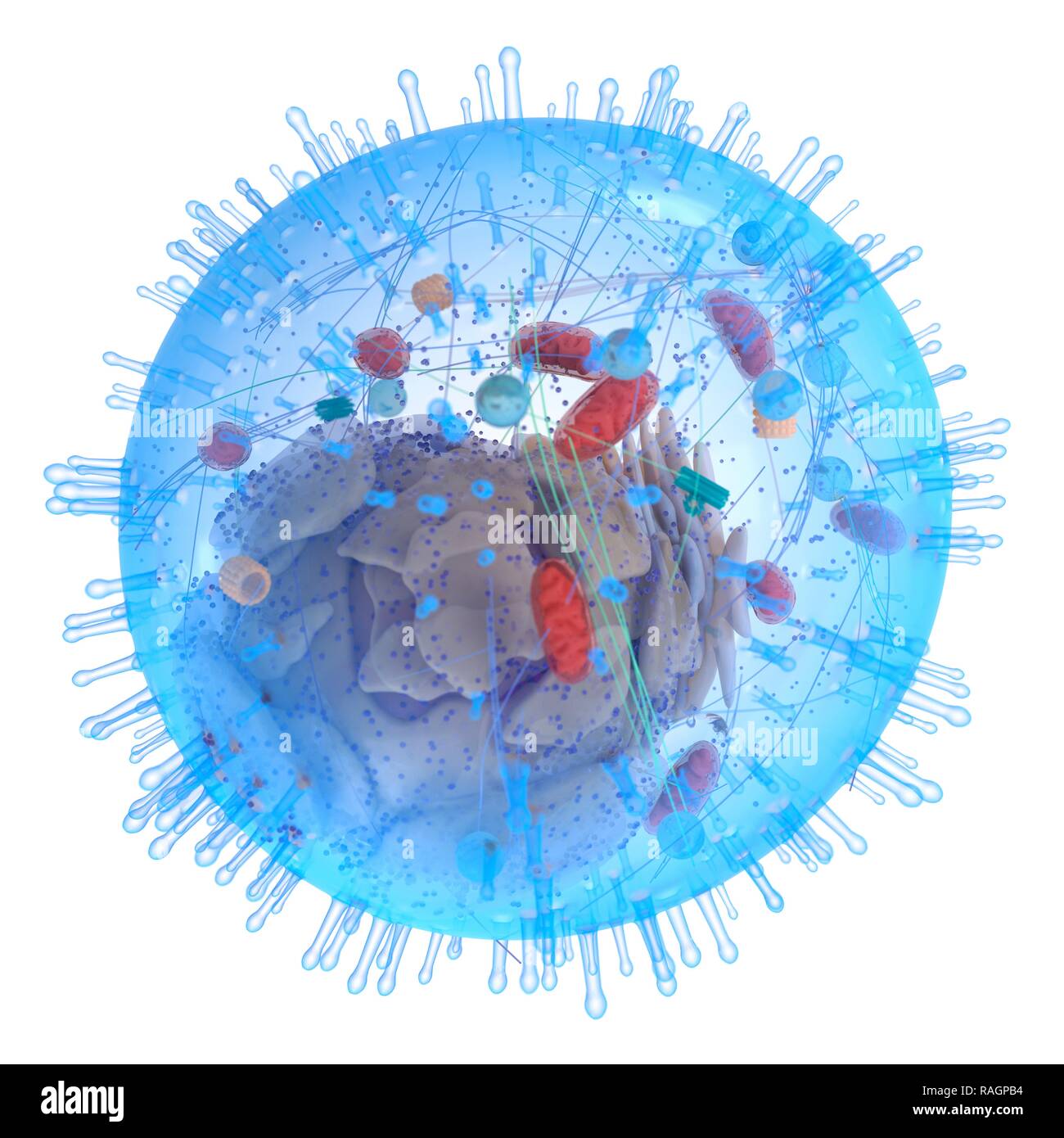 Illustrazione di una cellula umana. Foto Stock