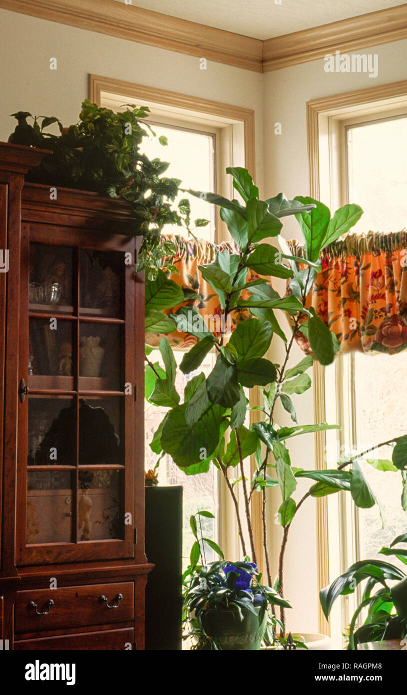 Ficus lyrata, Fiddle Leaf Fig Houseplant Foto Stock