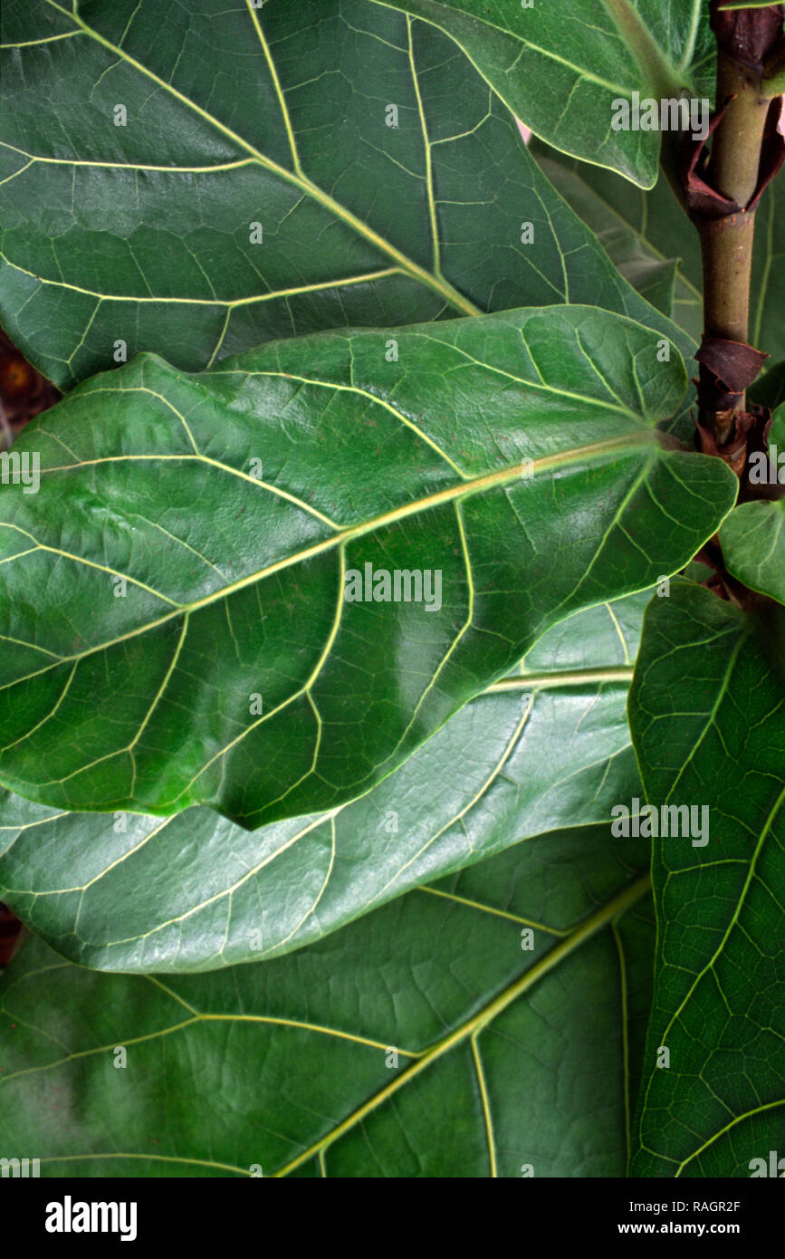 Ficus lyrata, Fiddle Leaf Fig Houseplant Foto Stock