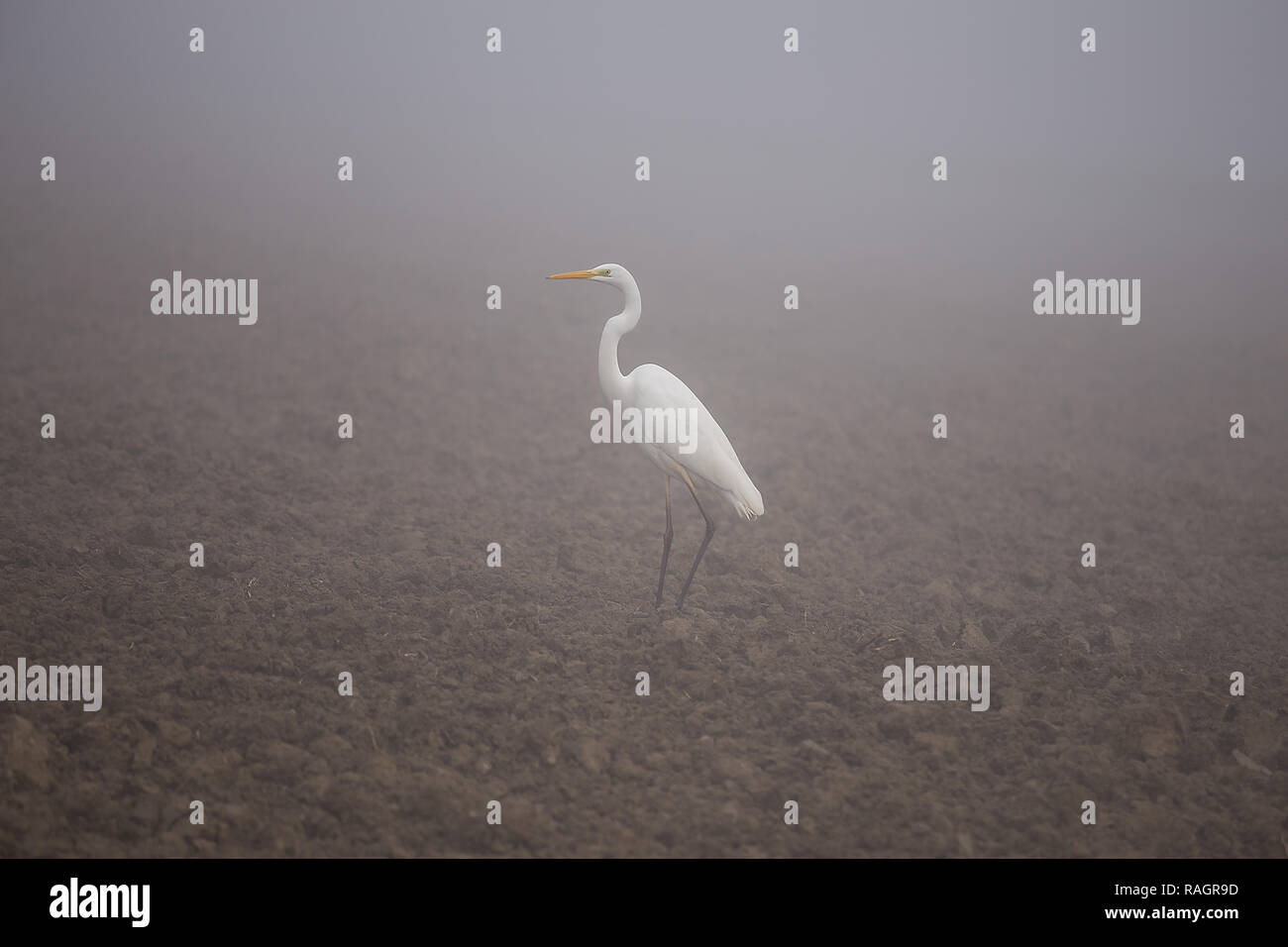 Airone bianco maggiore (Ardea alba), noto anche come il comune garzetta, grandi garzetta, o grande airone bianco. In piedi sul campo nella nebbia. Foto Stock