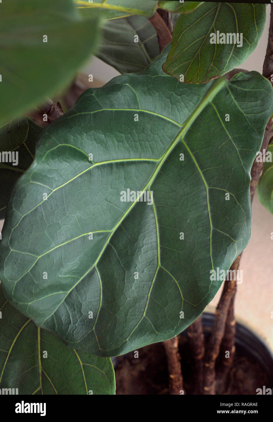 Ficus lyrata, Fiddle Leaf Fig Houseplant Foto Stock