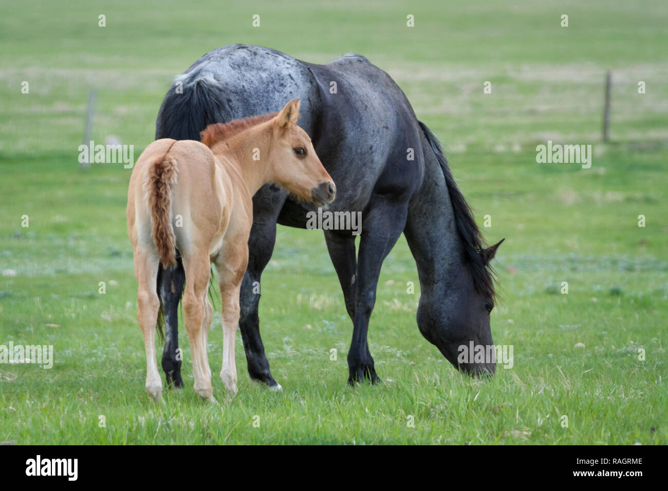 Mare con il puledro in primavera in pascolo nel sud Alberta, Canada: cavalli, natura, equine, pascolo Foto Stock