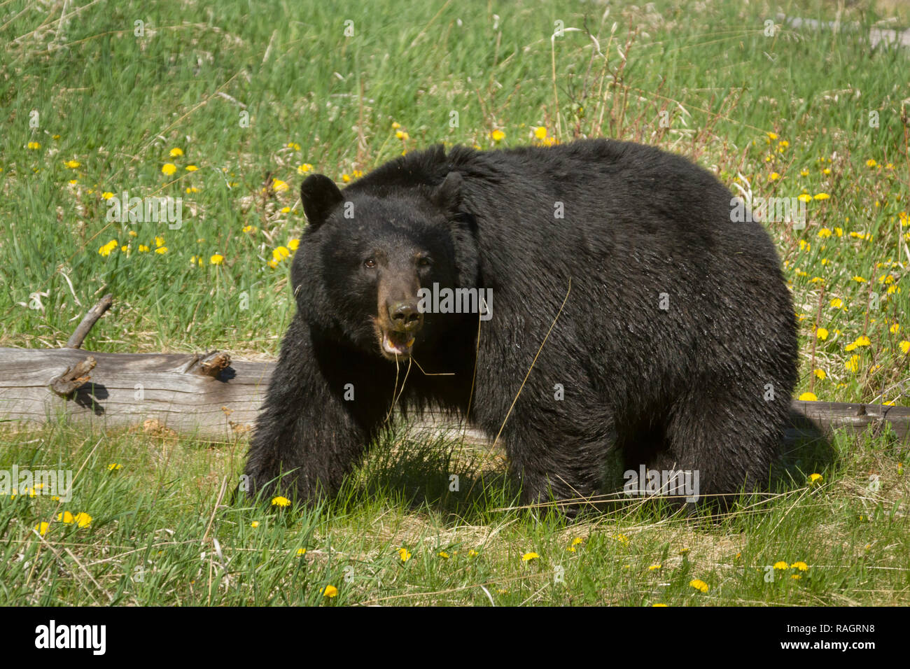 Big Black Bear gode di una festa di tarassaco come si alimenta nel Parco Nazionale di Banff, Alberta, Canada Foto Stock