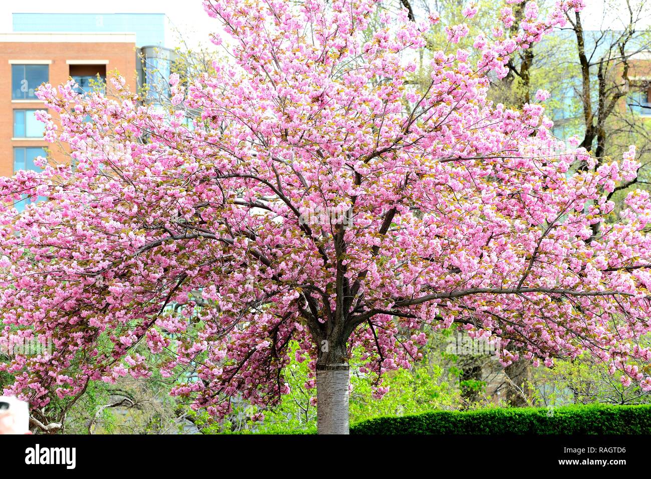 Giapponese di ciliegio in fiore Foto Stock