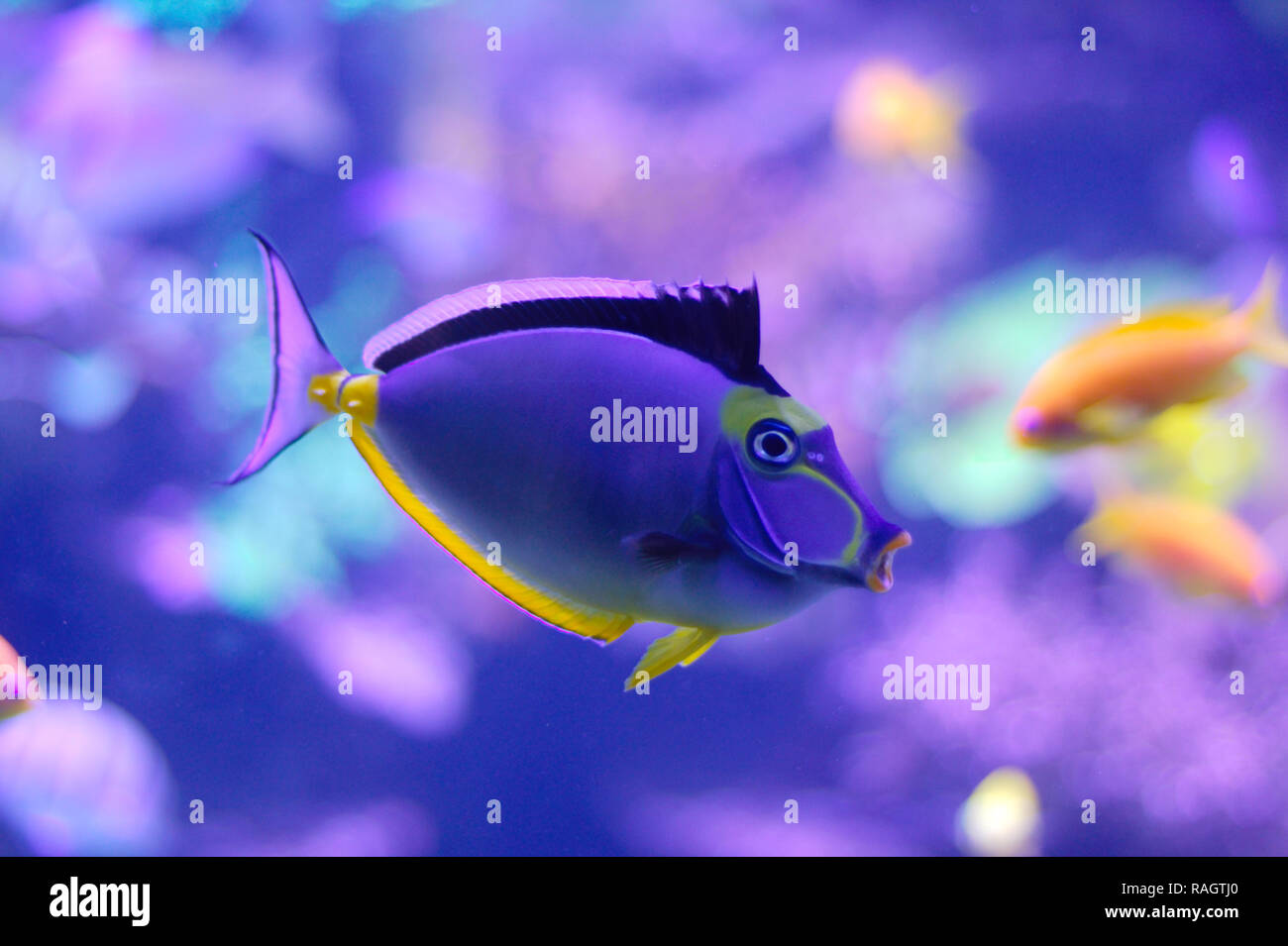 Barcheek unicornfish / naso codolo / arancio-colonna vertebrale unicornfish (Naso lituratus) Foto Stock