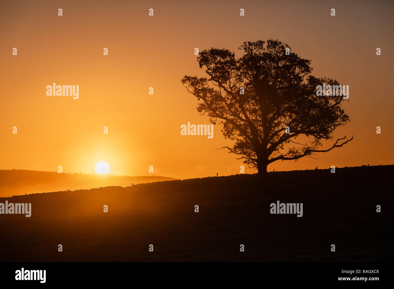 Albero a sunrise, Yealand Redmayne Foto Stock