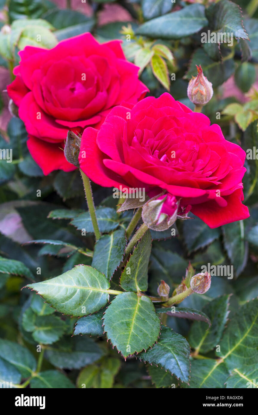 Miniture rose rosse in stretta fino Foto Stock