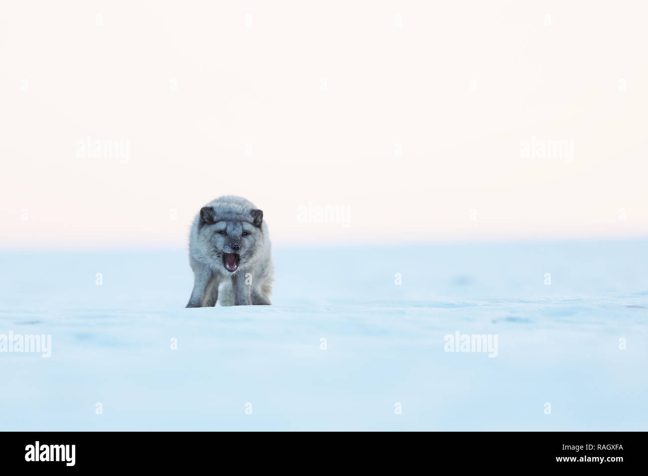 Bianco volpe polare soggiorno nel paesaggio invernale - Vulpes lagopus Foto Stock