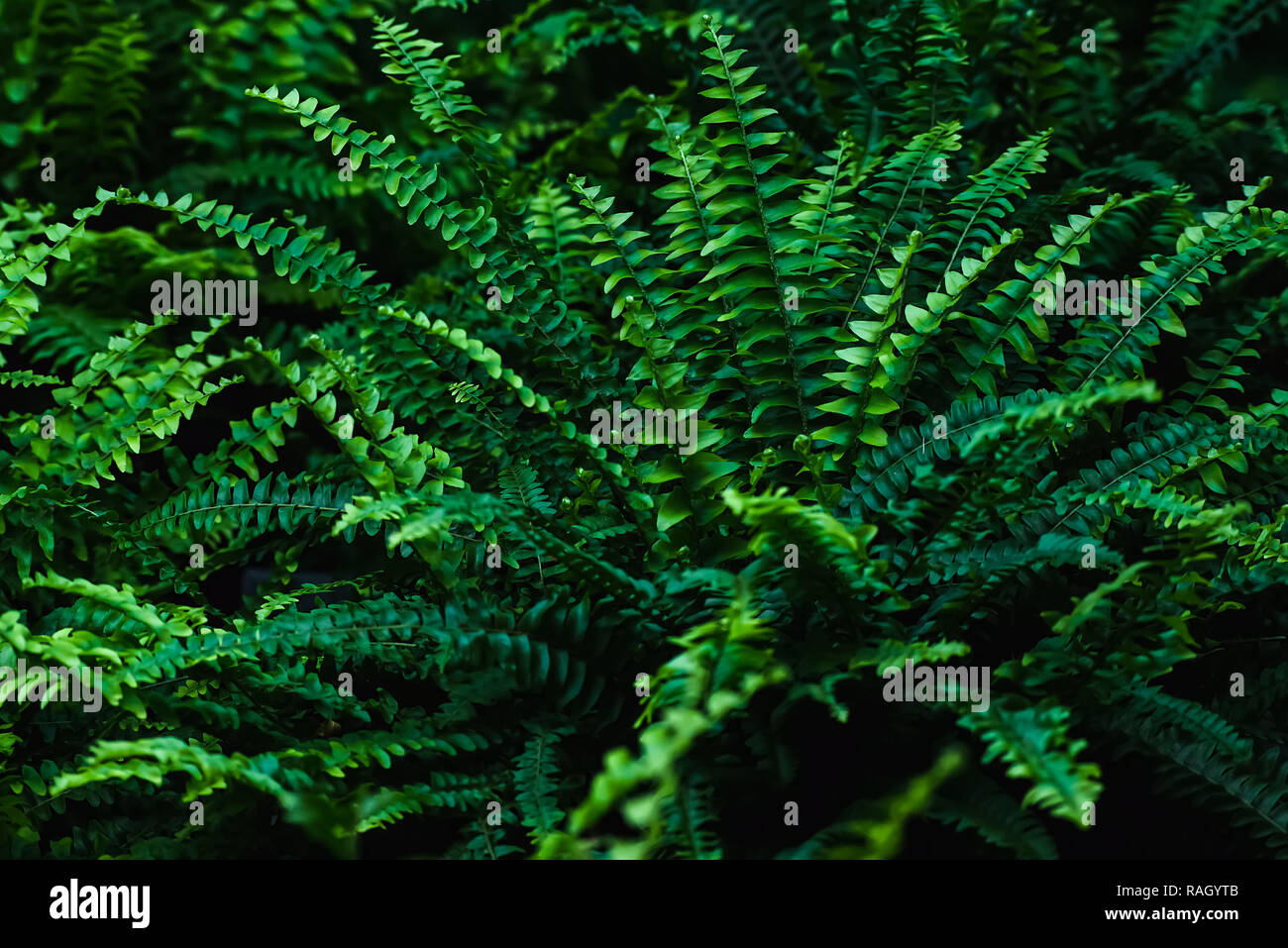 La felce - verde primavera nel suolo della foresta. Scenic sfondo per la progettazione di felce palustre. Messa a fuoco selettiva. Foto Stock