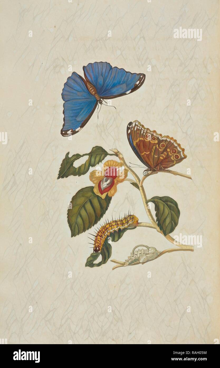 Blue morpho butterfly (Morpho menelao), larva e pupa di una specie non identificato, Maria Sybilla Meriaen Over de reinventato Foto Stock