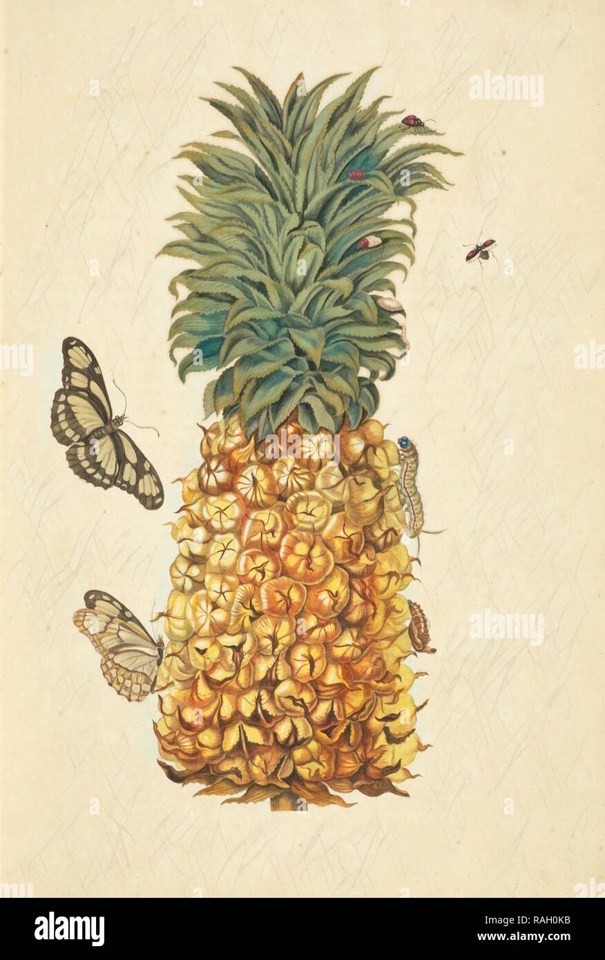 Ananas (Ananas comosus) con la metamorfosi di bambù pagina (Philaethria dido) e due volte-pugnalato lady bird beetle ( reinventato Foto Stock