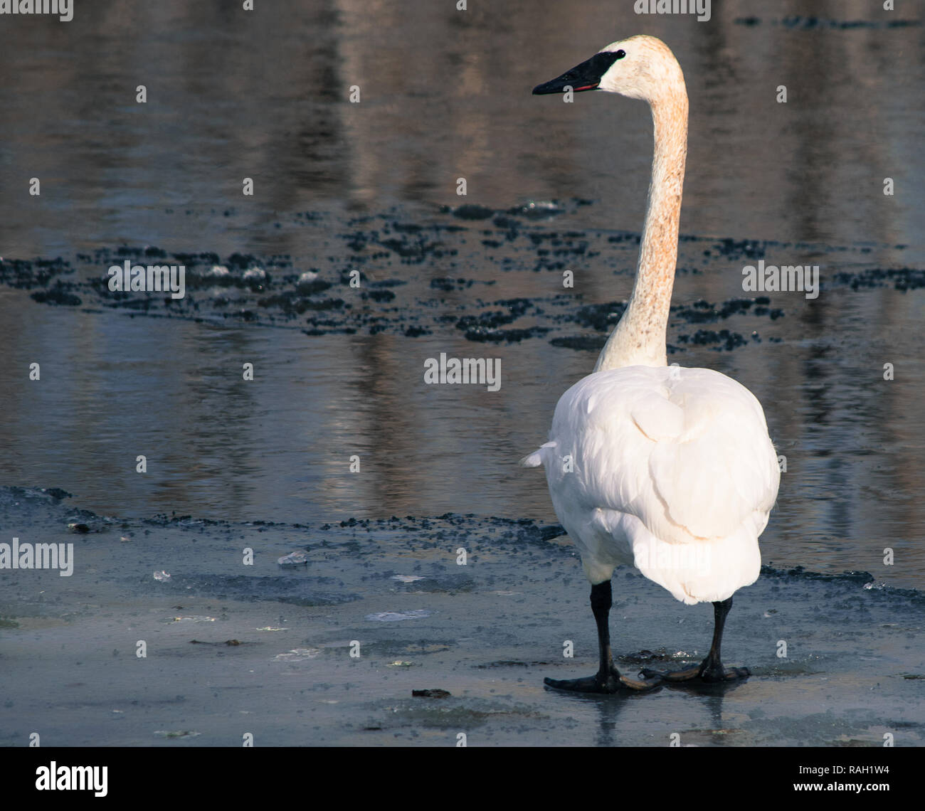 Swan, oche e anatre sul fiume Bow in Calgary Foto Stock