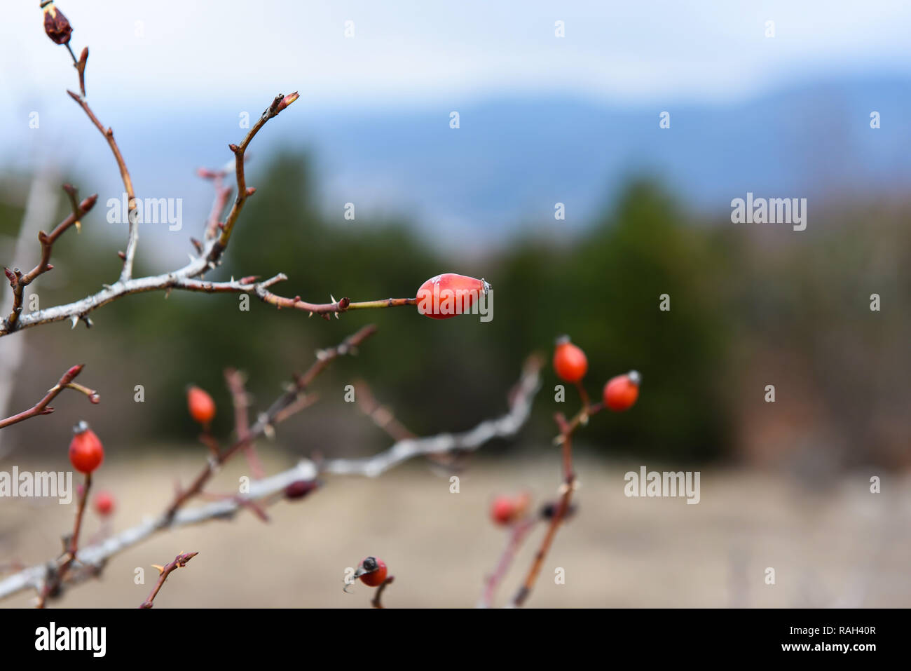 Rosa anca in inverno Foto Stock