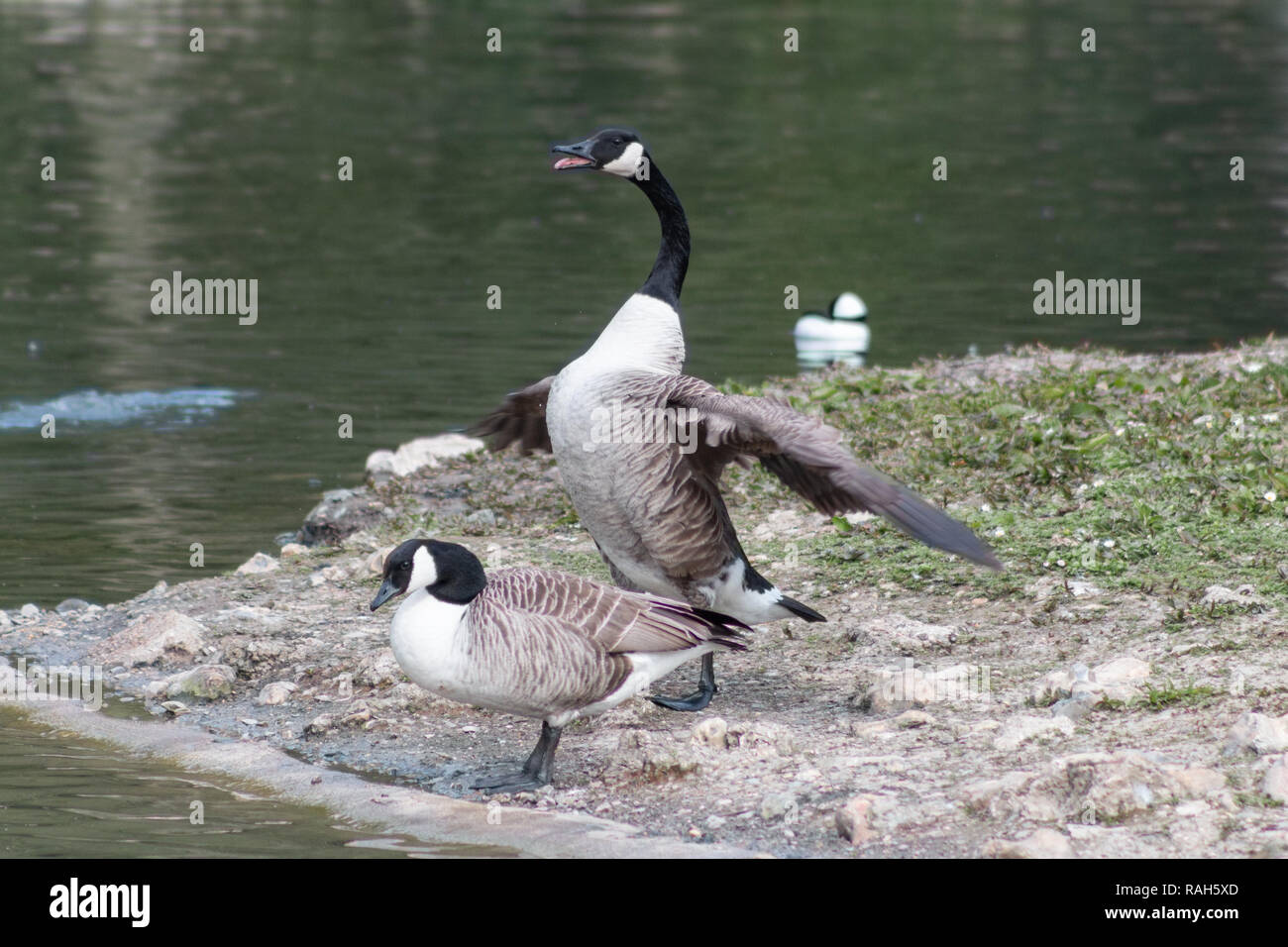 Maschio e femmina canada goose visualizzazione dominante e comportamento sottomesso in primavera Foto Stock