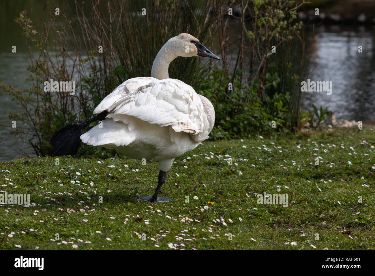 Trumpeter swan in piedi su una gamba Foto Stock