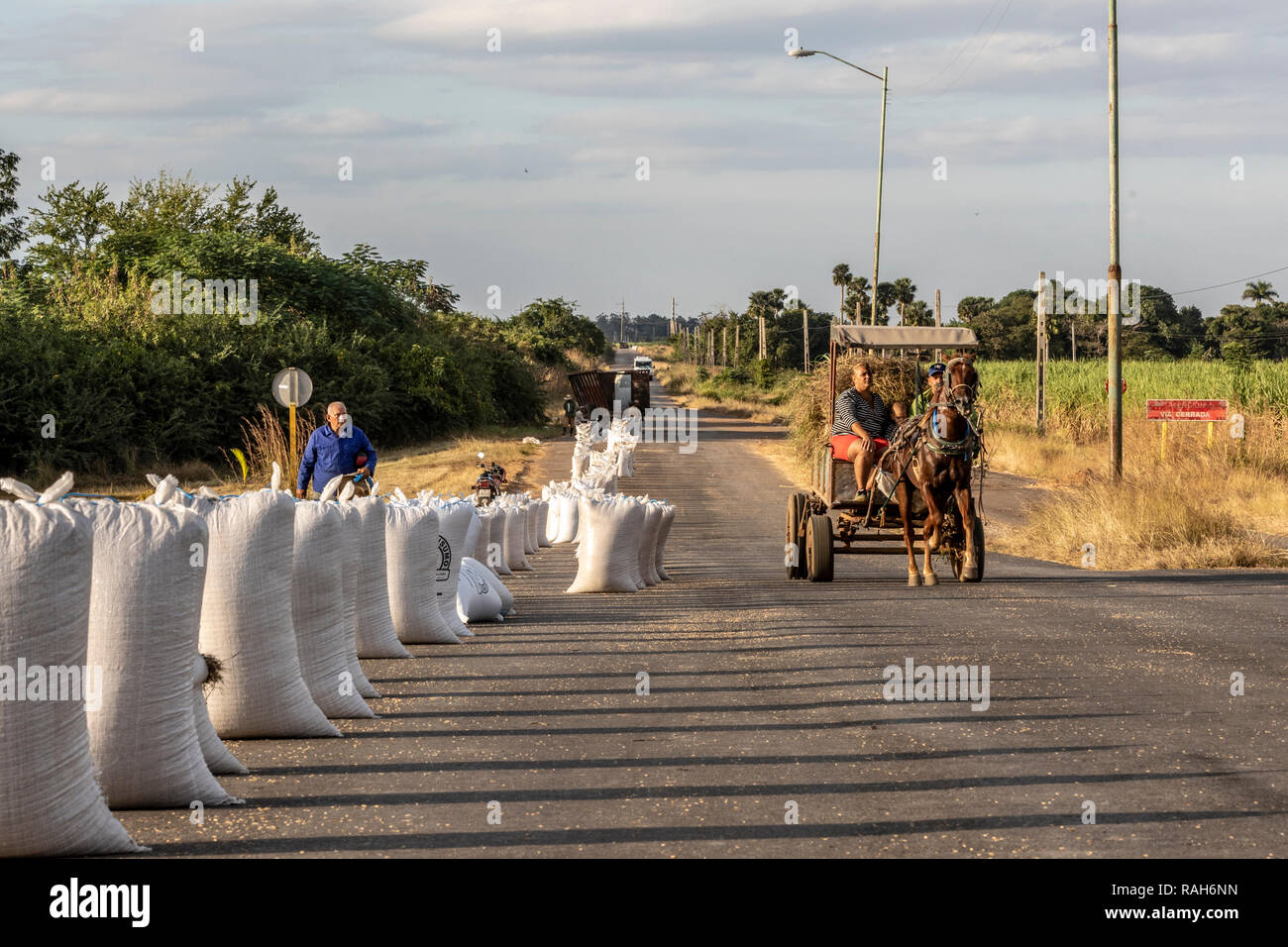Sacchi di riso e carrello a cavallo nei pressi di Aguada de Pasajeros, Cienfuegos, Cuba Foto Stock
