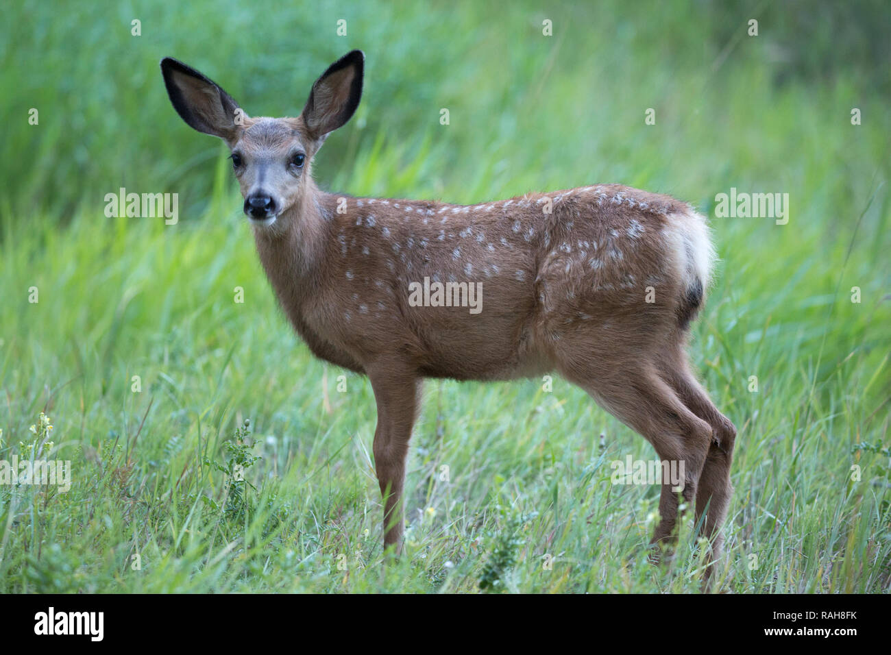 Mule Deer Fawn (Odocoileus hemionus) nel prato erboso Foto Stock