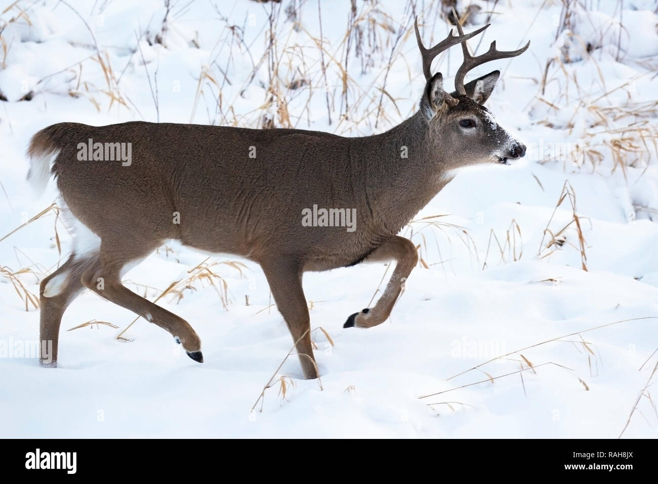 Cervo dalla coda bianca (Odocoileus virginianus) buck che corre attraverso la neve fresca Foto Stock