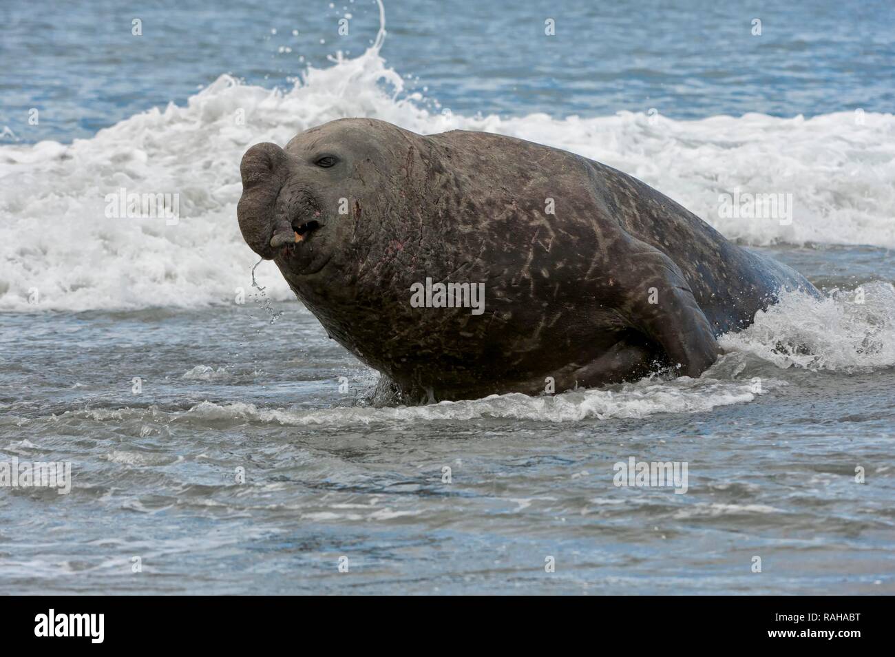 Maschio di carica Elefante marino del sud (Mirounga leonina), St Andrews Bay, Isola Georgia del Sud Foto Stock