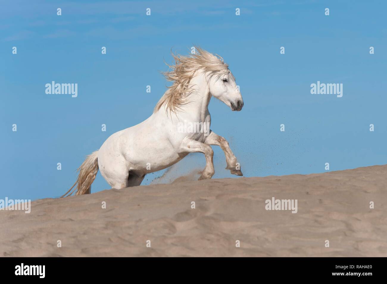 Camargue horse running sulla spiaggia, Bouches du Rhône, Francia, Europa Foto Stock