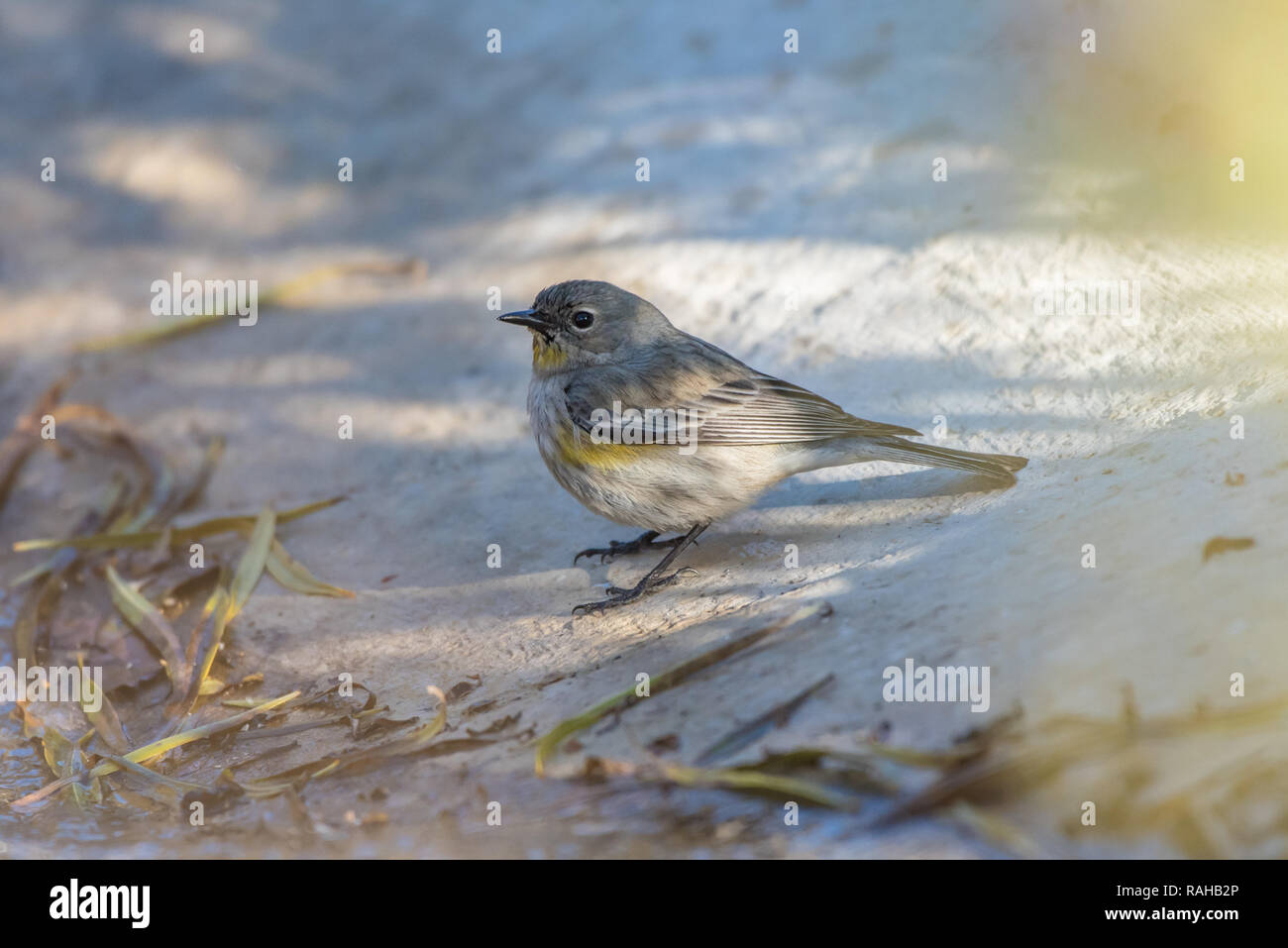 Piccola e meno colorato Cardellino uccello appollaiato sul marciapiede durante la luce del mattino mentre alla ricerca di cibo da mangiare. Foto Stock