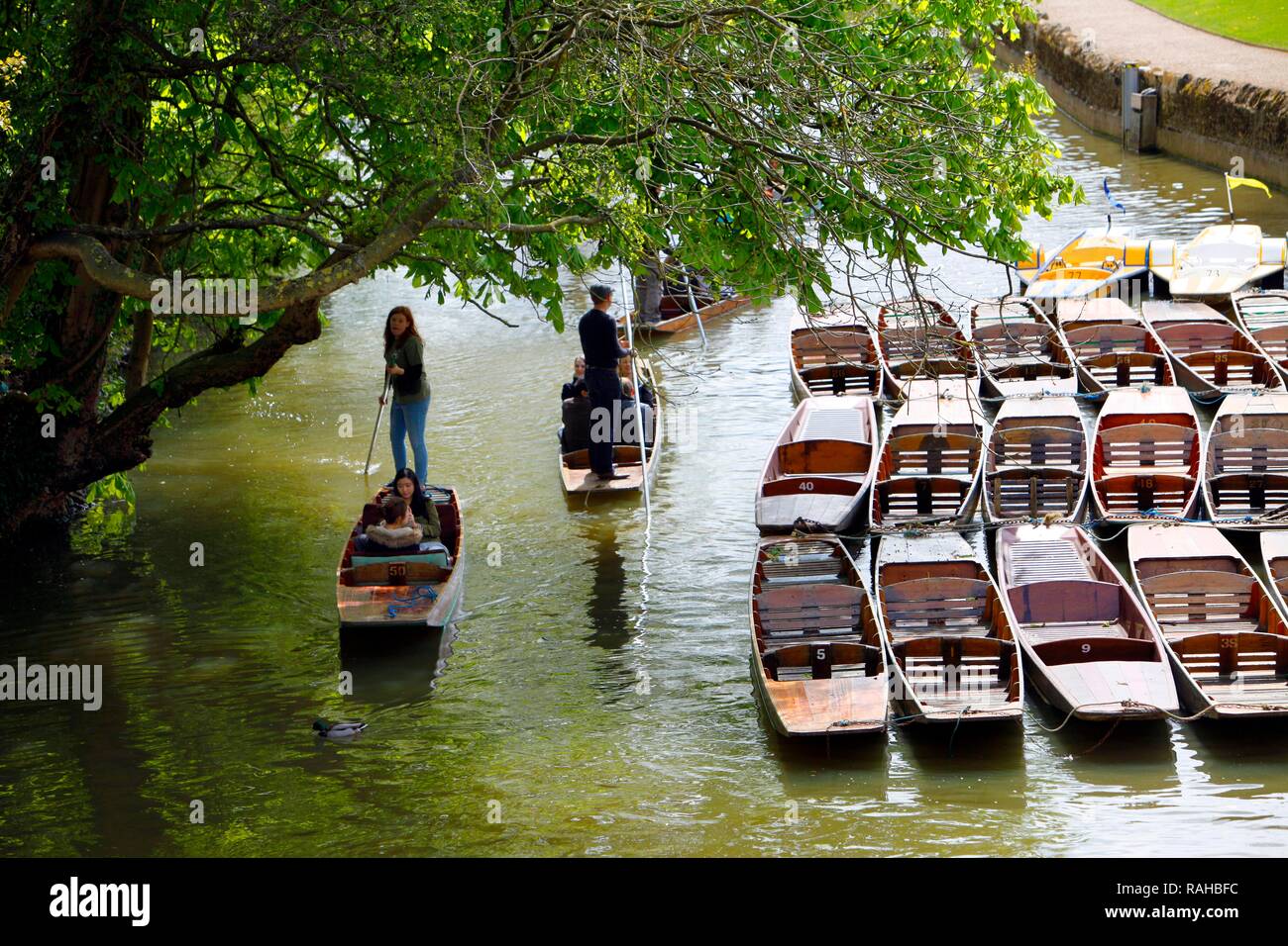 Punting barche, barche a noleggio sul fiume Cherwell, jetty di Magdalen Bridge, Oxford, Oxfordshire, Regno Unito, Europa Foto Stock