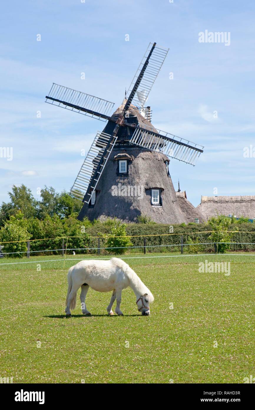 Pony pascolando nella parte anteriore di un mulino a vento, Dorf Mecklenburg, villaggio, Meclemburgo-Pomerania Occidentale Foto Stock