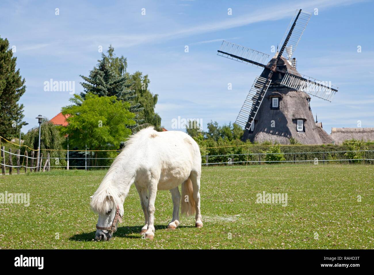 Pony pascolando nella parte anteriore di un mulino a vento, Dorf Mecklenburg, villaggio, Meclemburgo-Pomerania Occidentale Foto Stock
