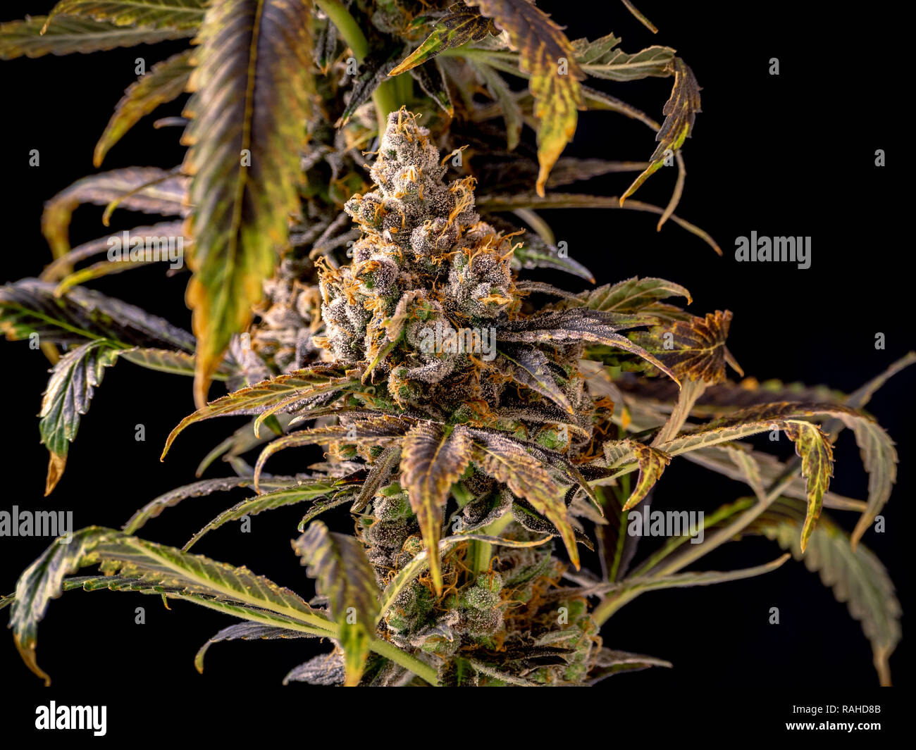 Marijauna nug incorniciato dalle foglie scure illuminazione studio Foto Stock